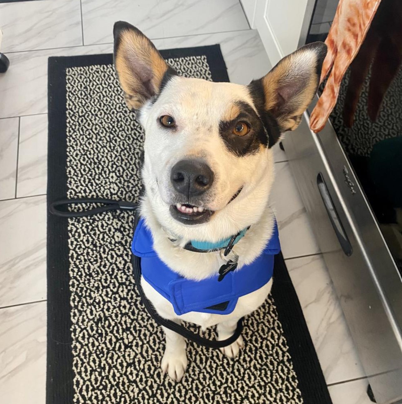 beautiful dog sitting and looking at the camera
