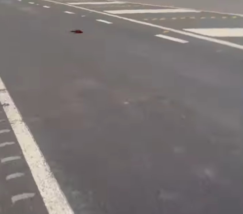 bird on the road