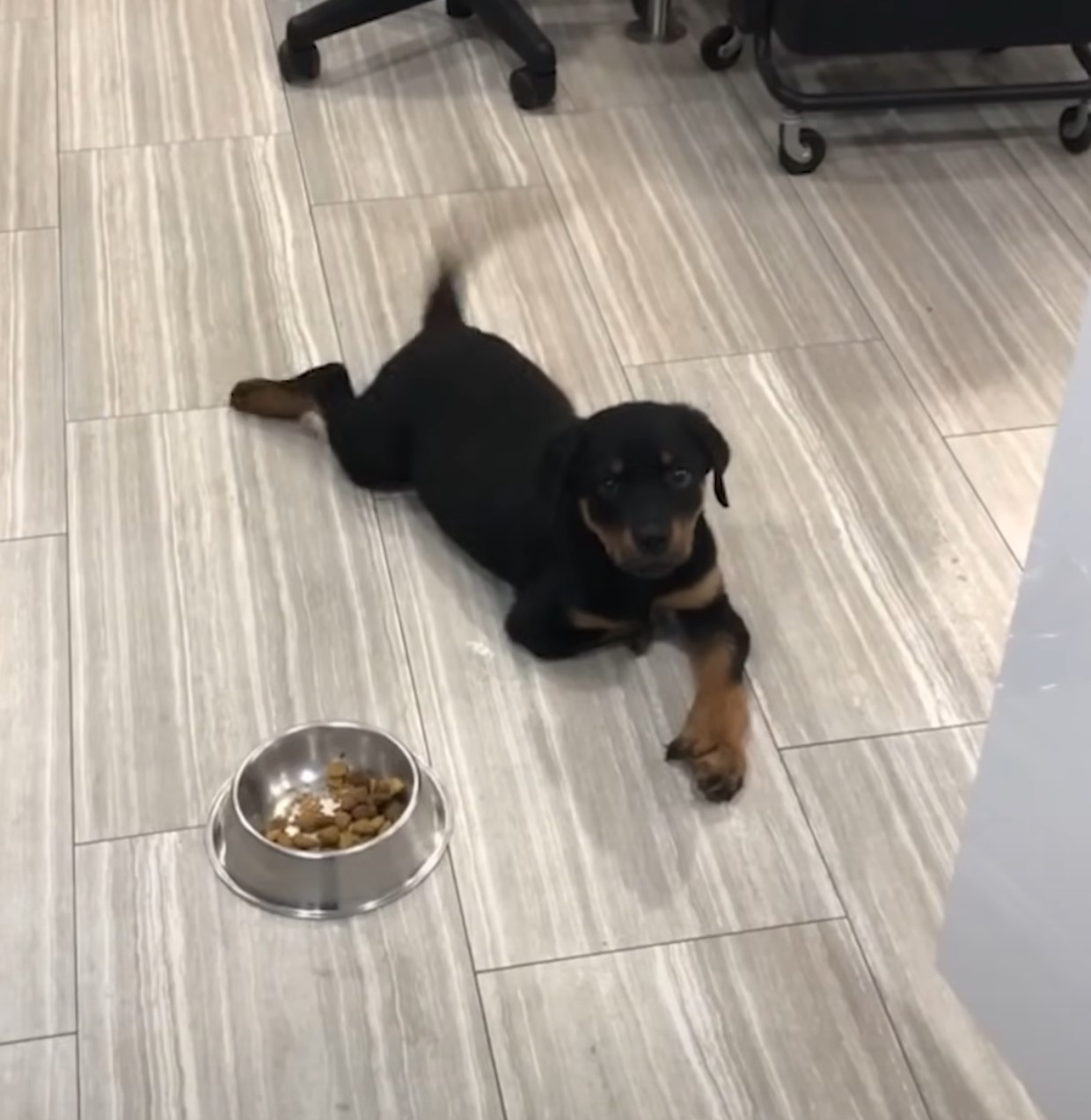 black and brown dog lying on the laminate next to the food
