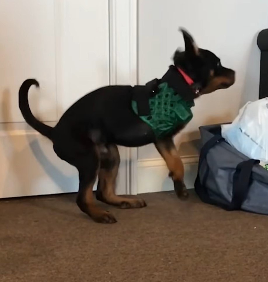 black and brown dog with a green belt
