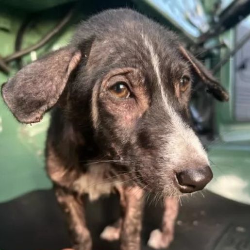 dog with sad brown eyes