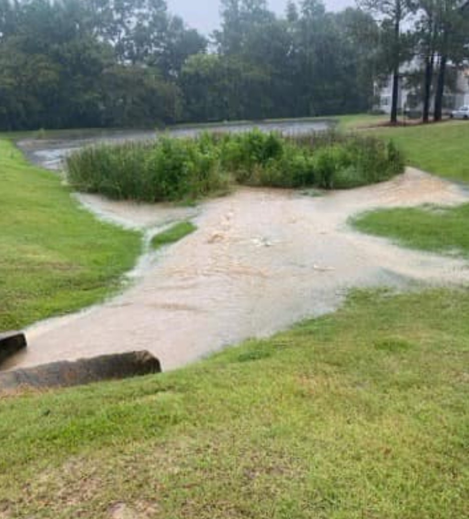 flooded marsh