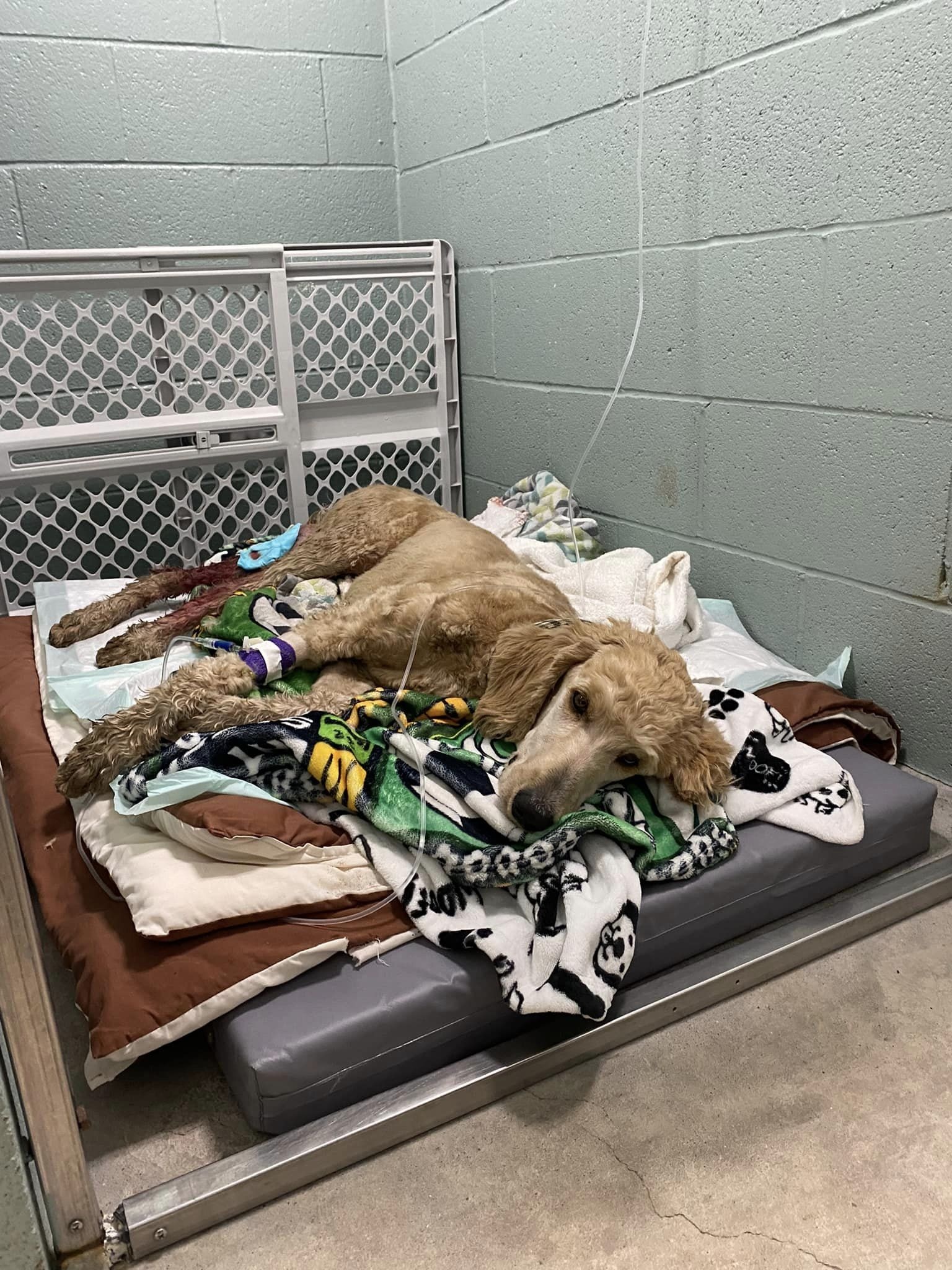 injured brown dog