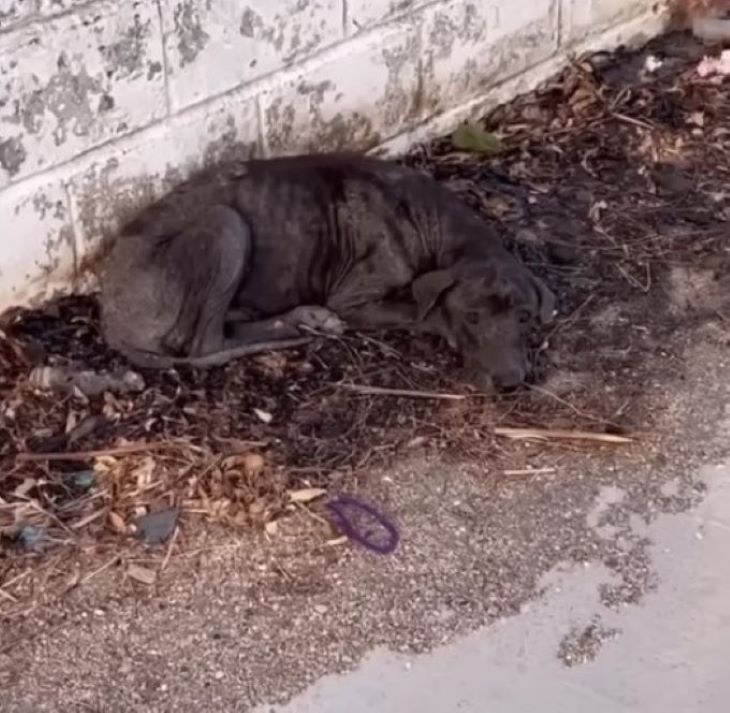 injured old dog