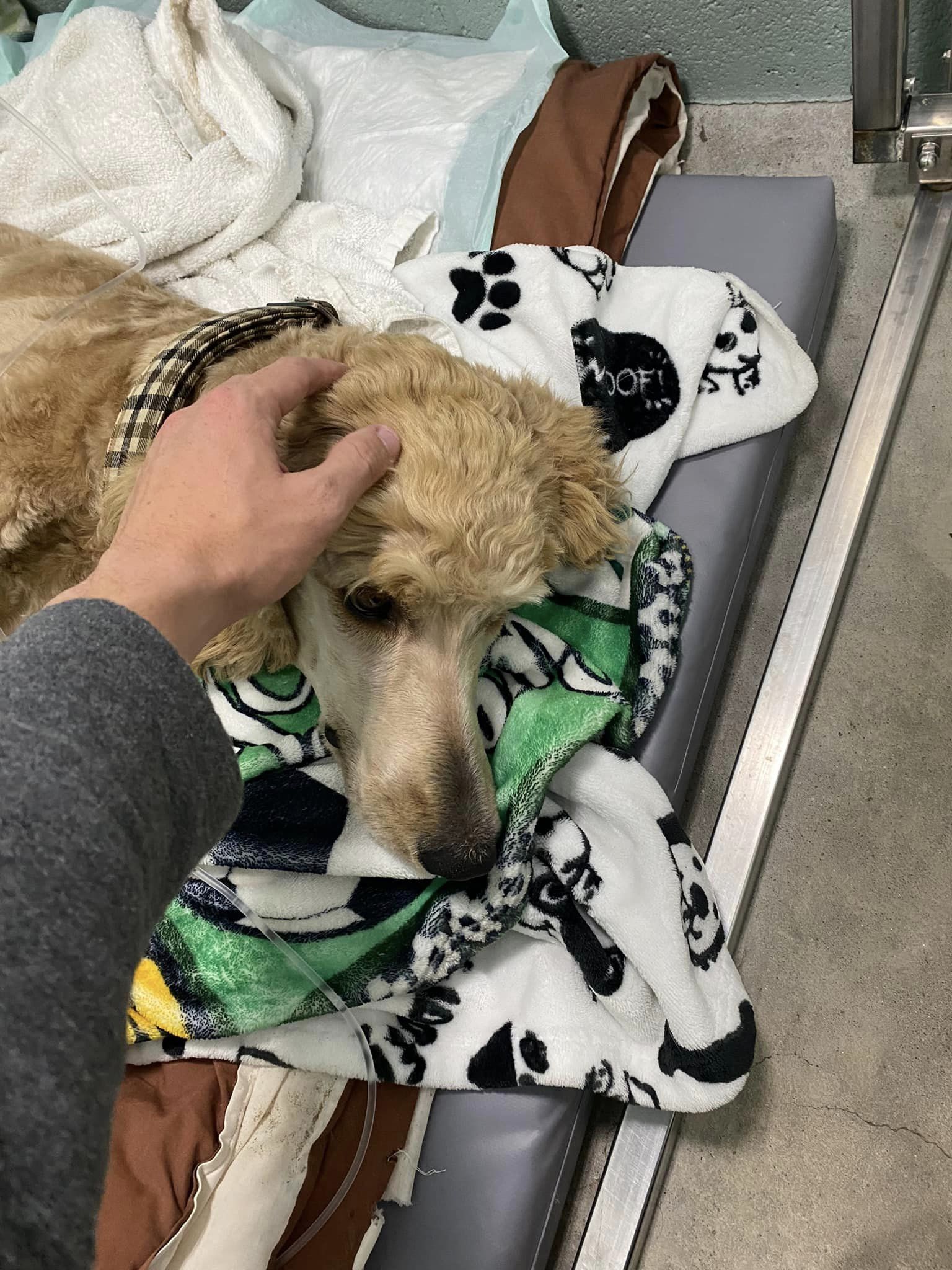 man petting injured dog