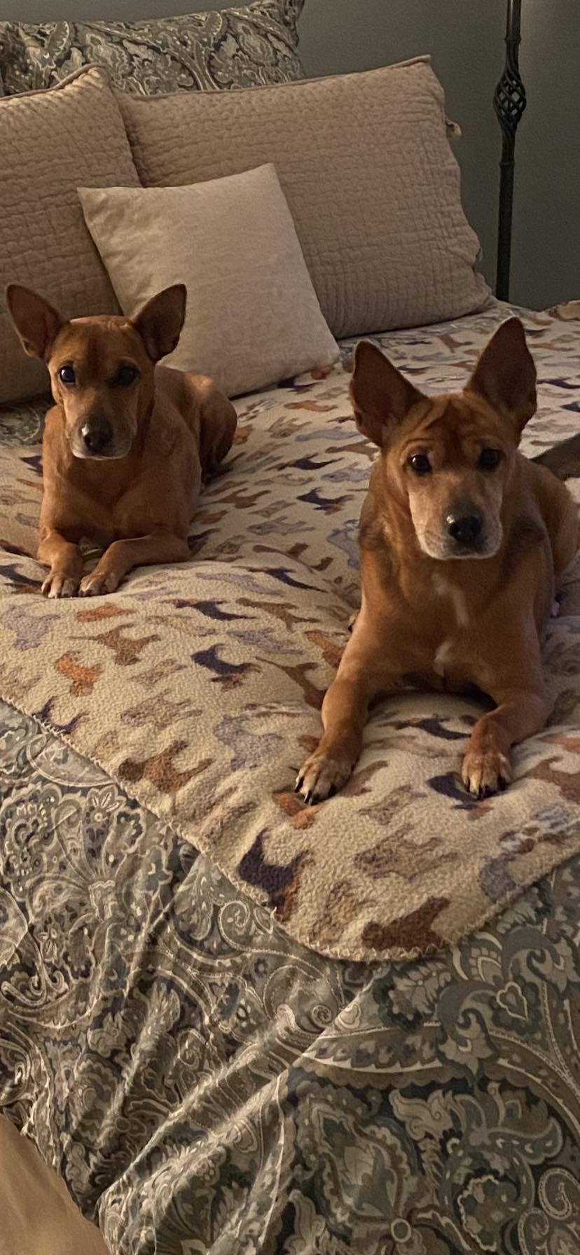 photo of two dogs lying on bed