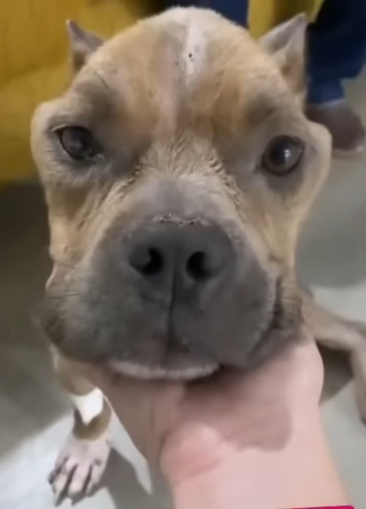 pup looking at the camera