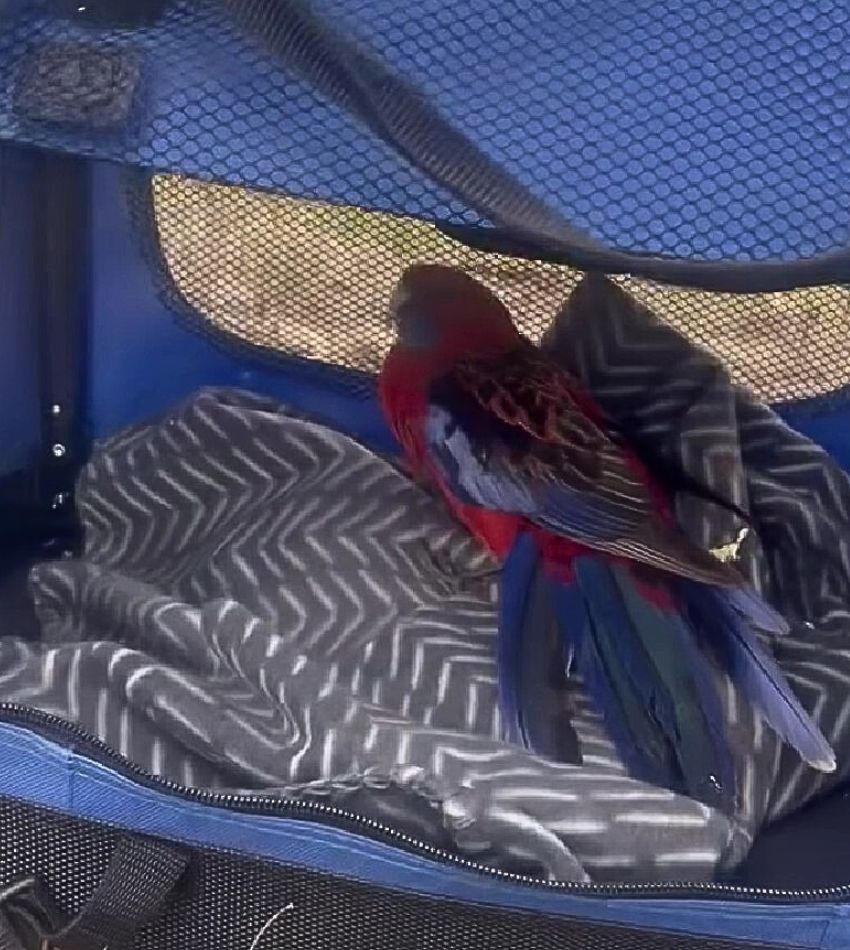 rescued bird