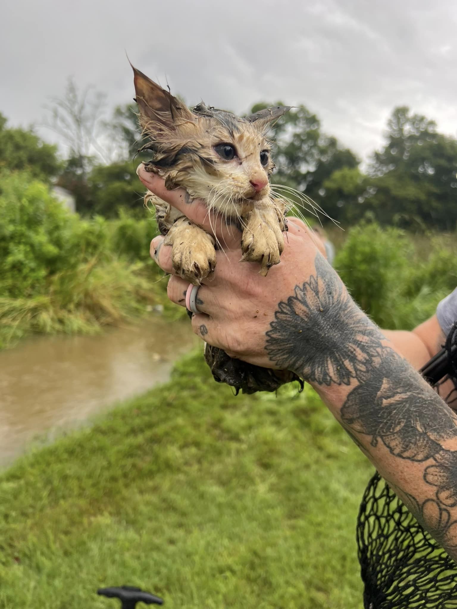 rescued kitten