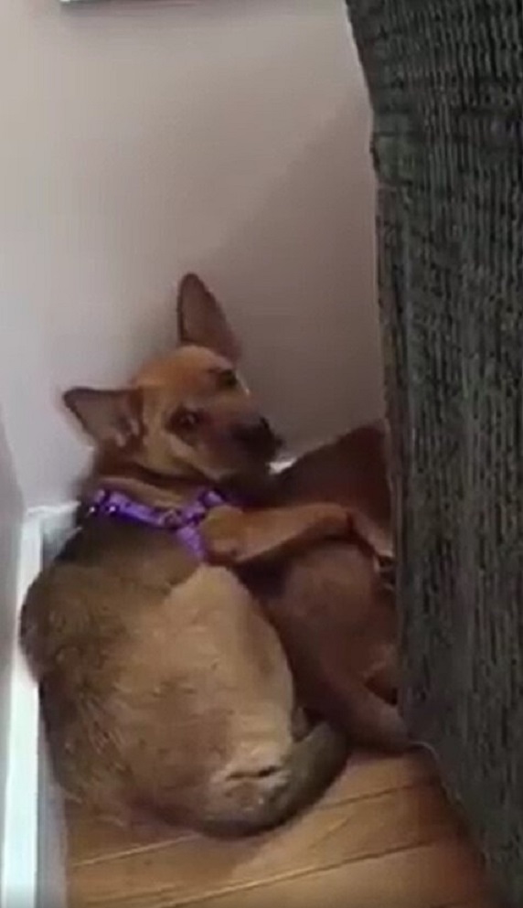scared dogs lying in the corner