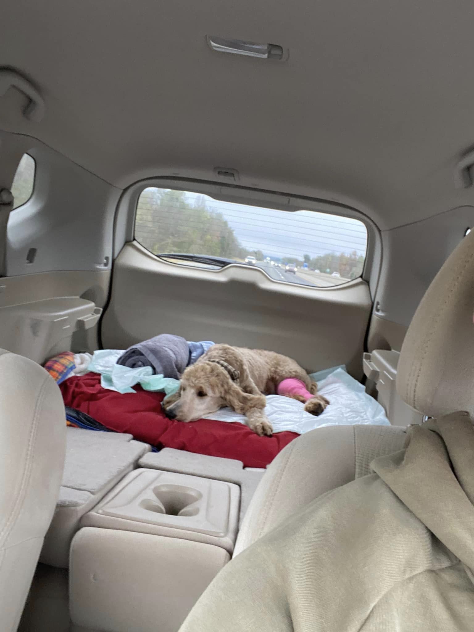 sweet dog laying in car