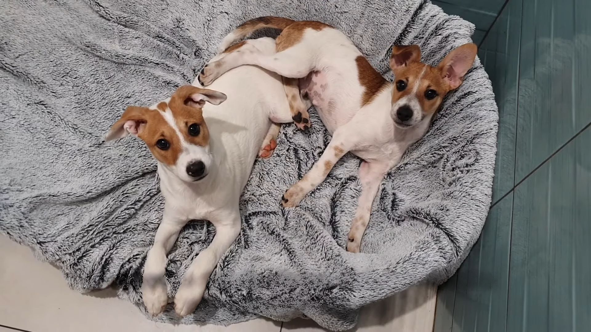 two dogs in their bed