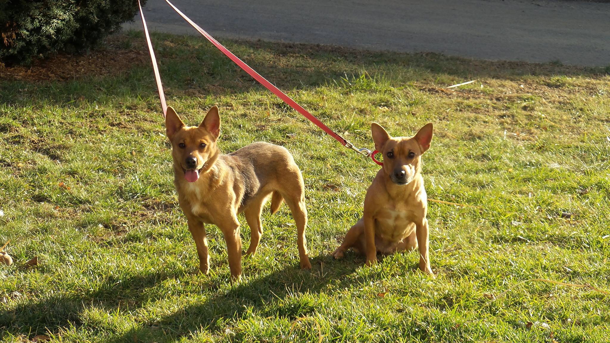 two dogs on a leash