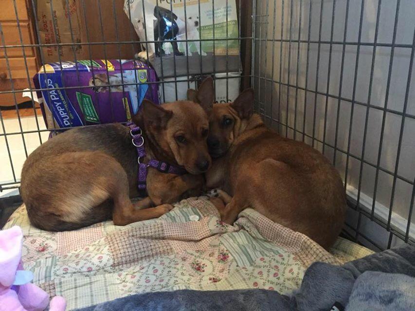 two scared dogs in a crate