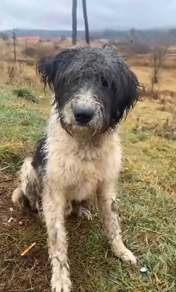 wet dog outdoor sitting