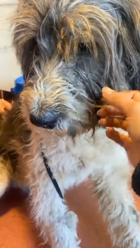 woman cuddling dog