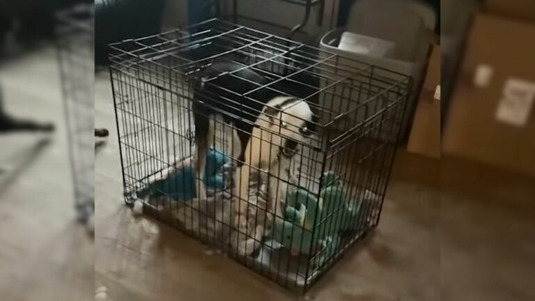 ‘Aggressive Pup’ Transformers Into A Cuddle Princess
