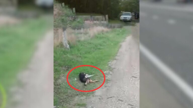injured dog on the street