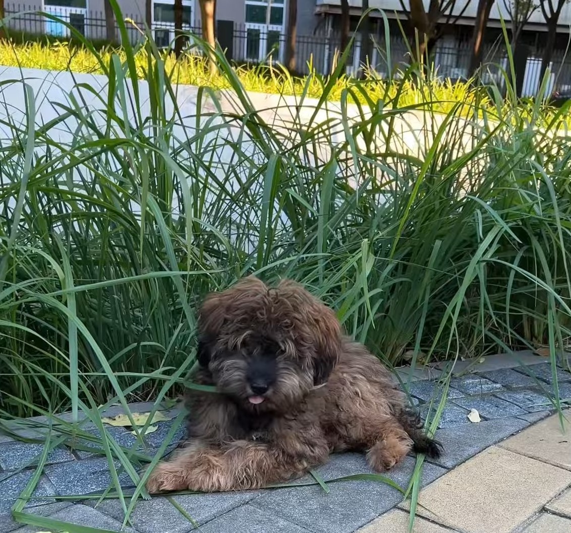 A shaggy dog lies on the sidewalk and eats grass