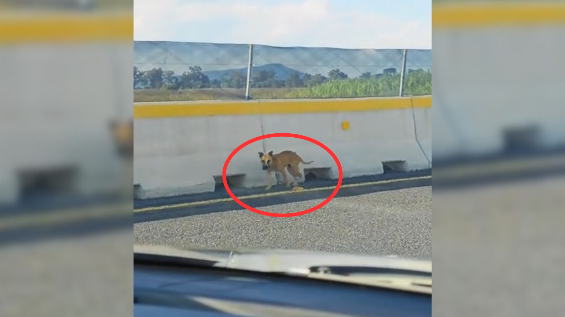 Abandoned Pup Found On A Highway Finally Felt Safe In The Hands Of Her Rescuers