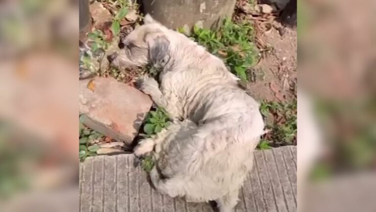 Broken Puppy Found On The Street Lost Her Will To Live
