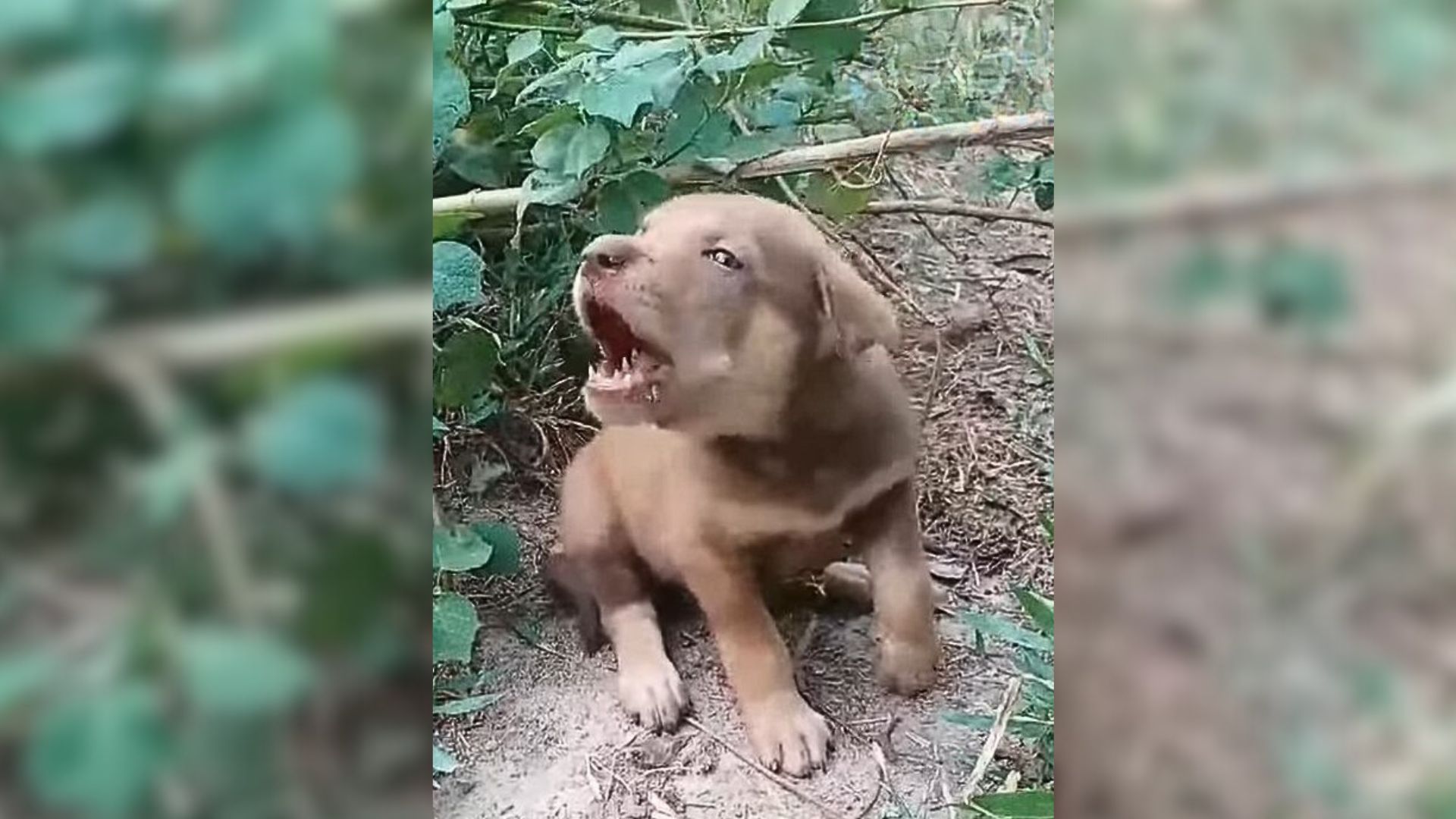 Desperate Injured Puppy Was Crying In A Forest, Hoping That Someone Would Come To His Aid