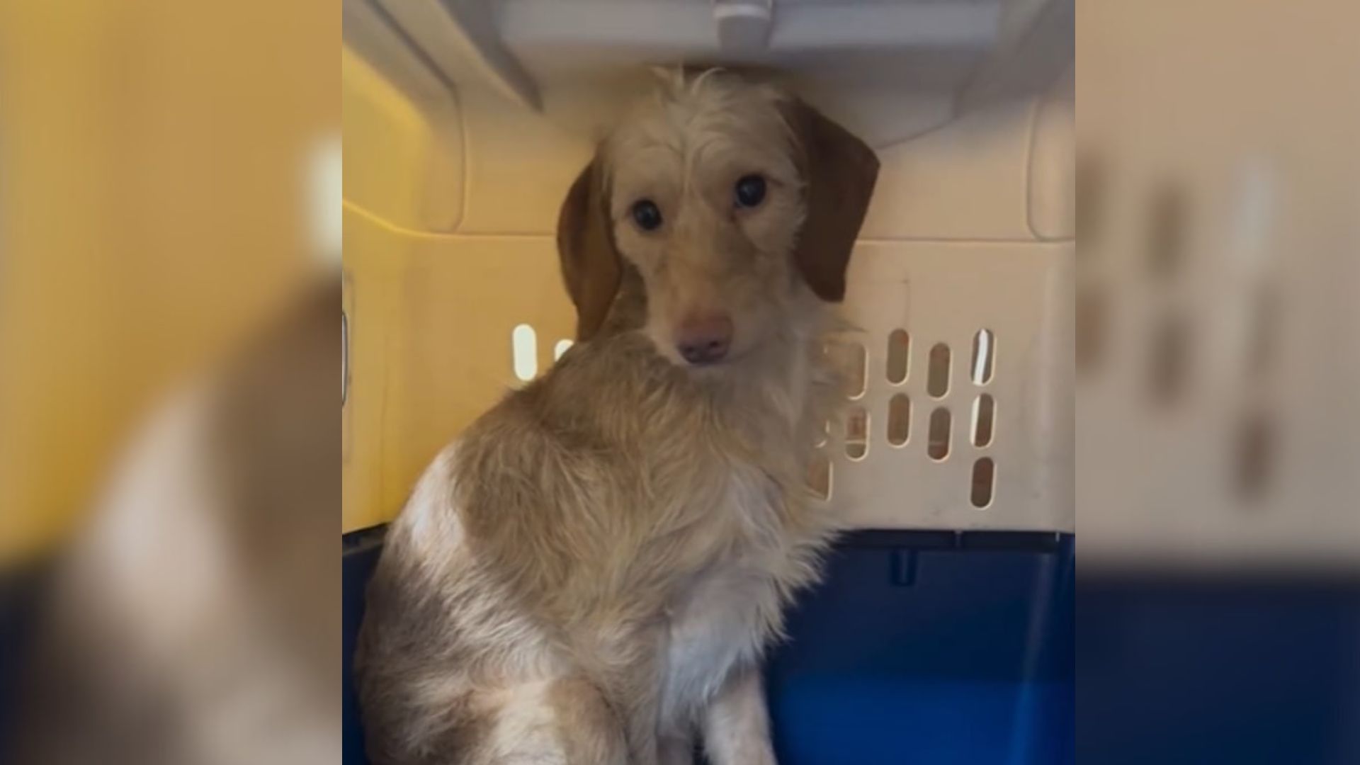 Sweet Pup Who Lived In A Trailer Rejoices When Kind Texas Rescuers Came To His Aid