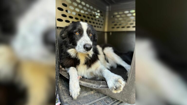 Family Who Adopted Abandoned Dog
