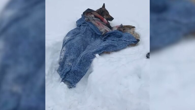 injured dog laying down
