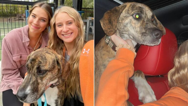 Lost Pup From Colorado Walked All The Way To Indiana