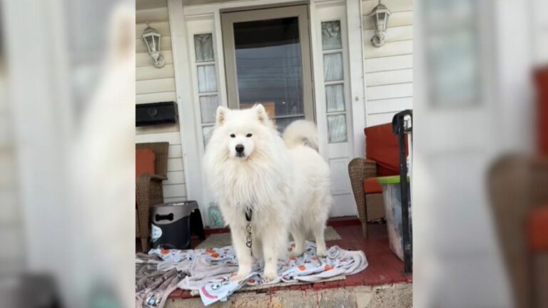 white dog in front of the house