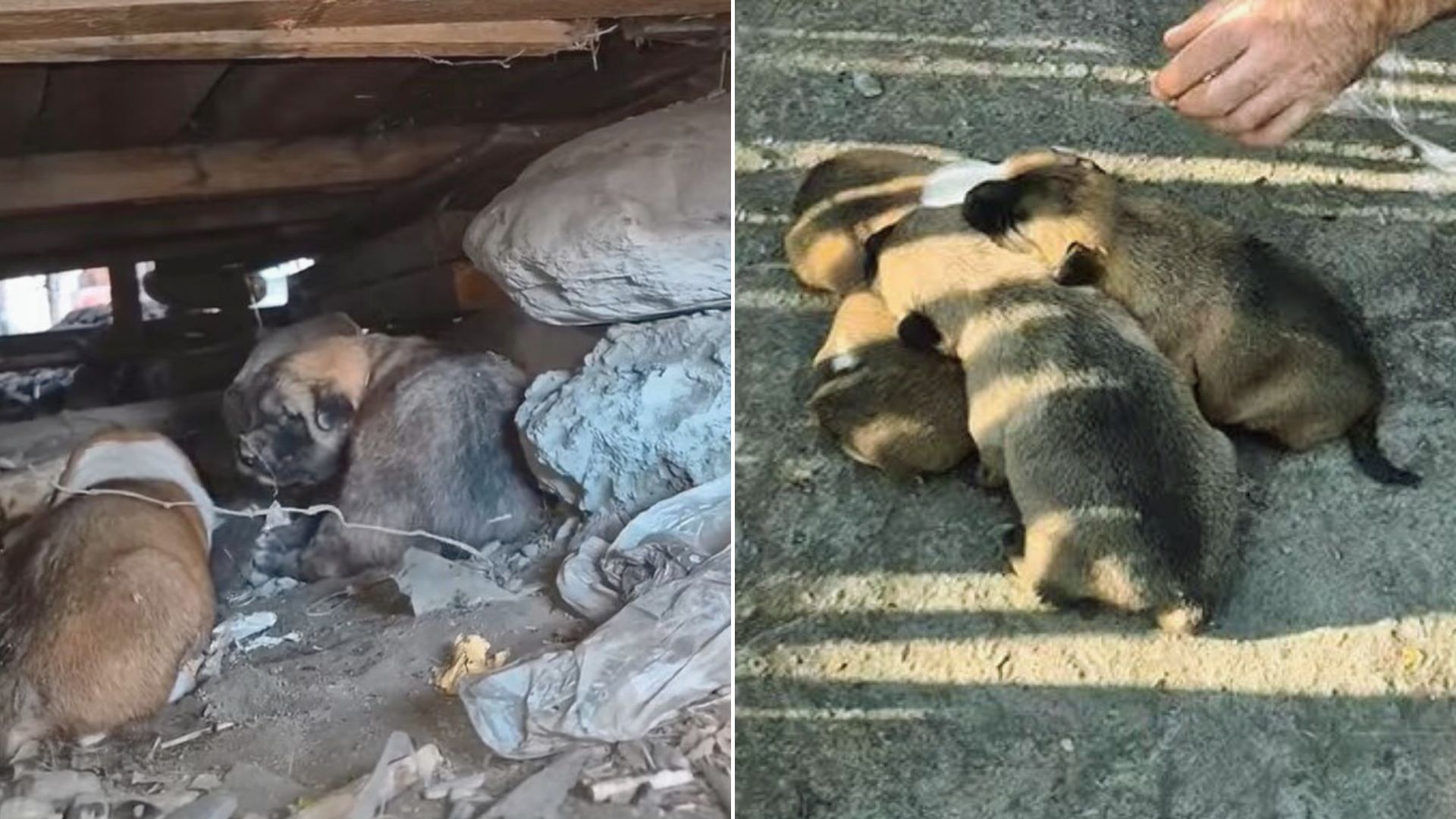 Man Walking Near A Deserted Construction Site Heard Faint Noise And Was Shocked By His Discovery