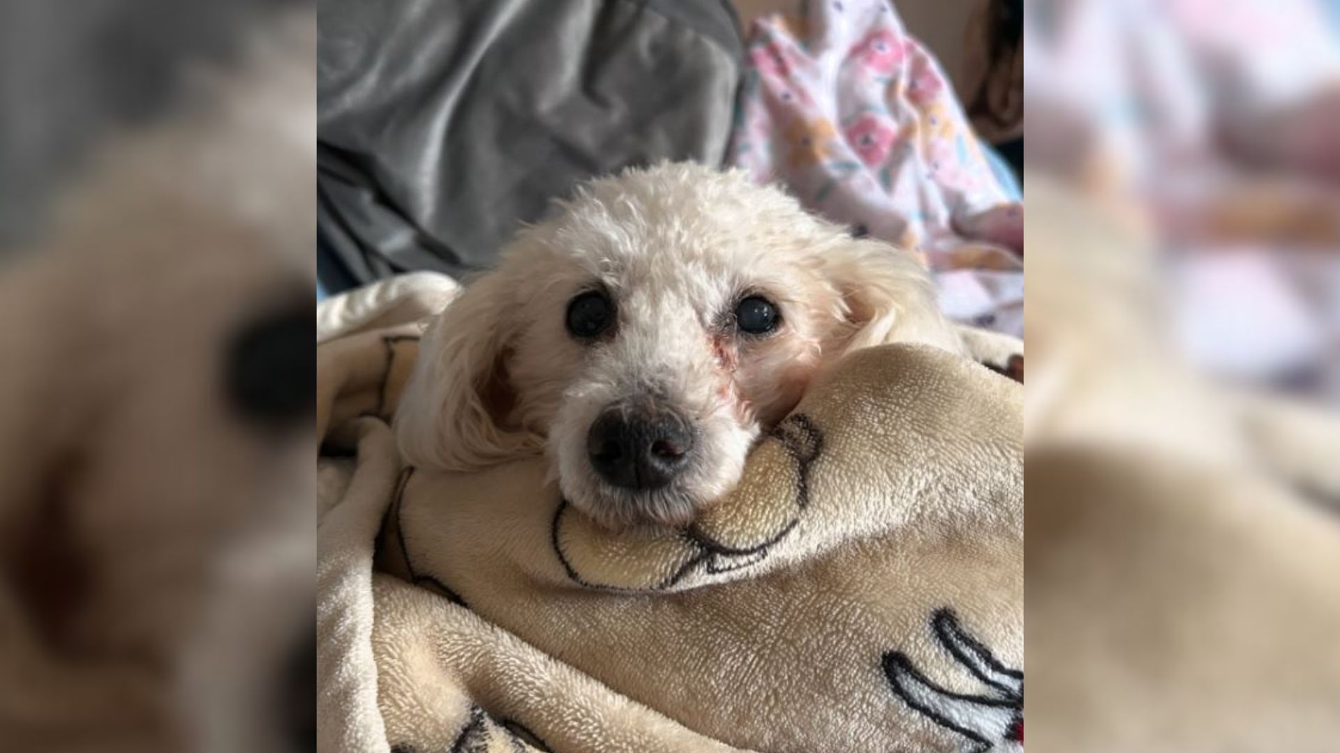 Mistreated Deaf Poodle Used As A Breeding Dog Was Euthanasia-Listed Until Rescuers Showed Up