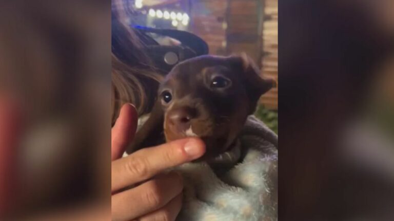 dachshund puppy