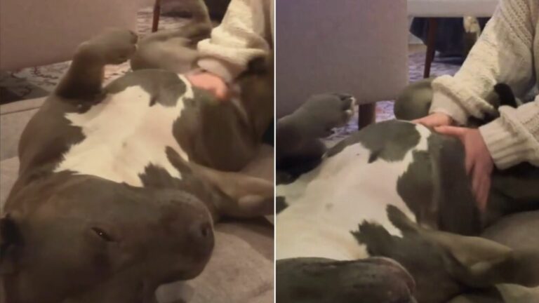 owner spent money to save dog