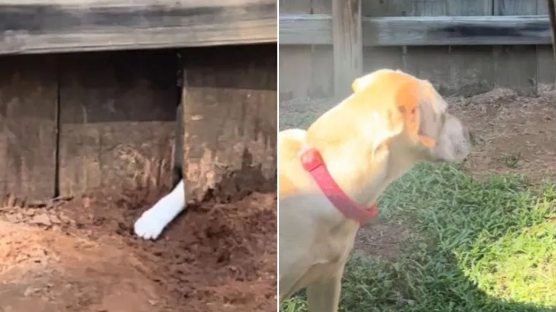 Owner Was Angry With Her Dog For Digging A Hole In A Garden, But Then She Saw A Little White Paw