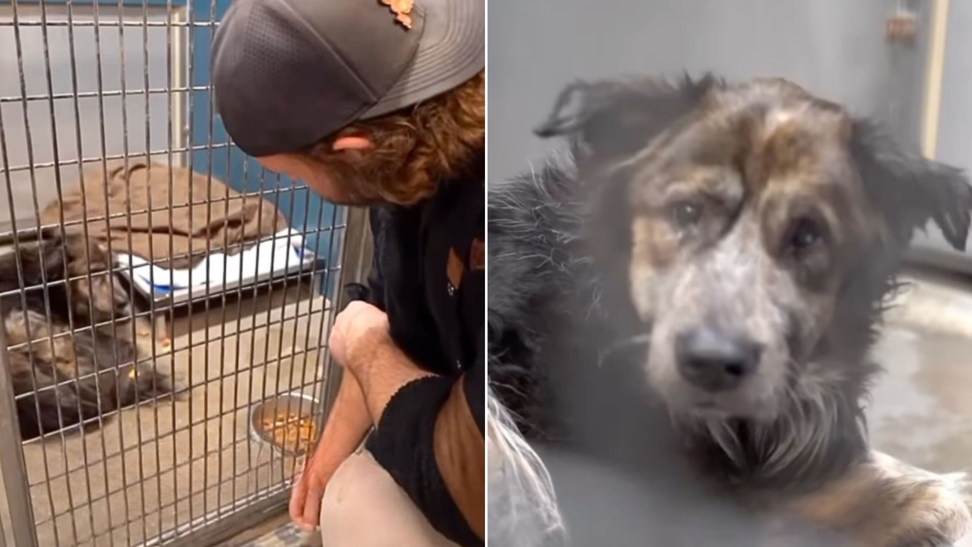 Sorrowful Pup Stuck At Shelter In Texas Rejoices When He Meets Someone Who Changed His Life