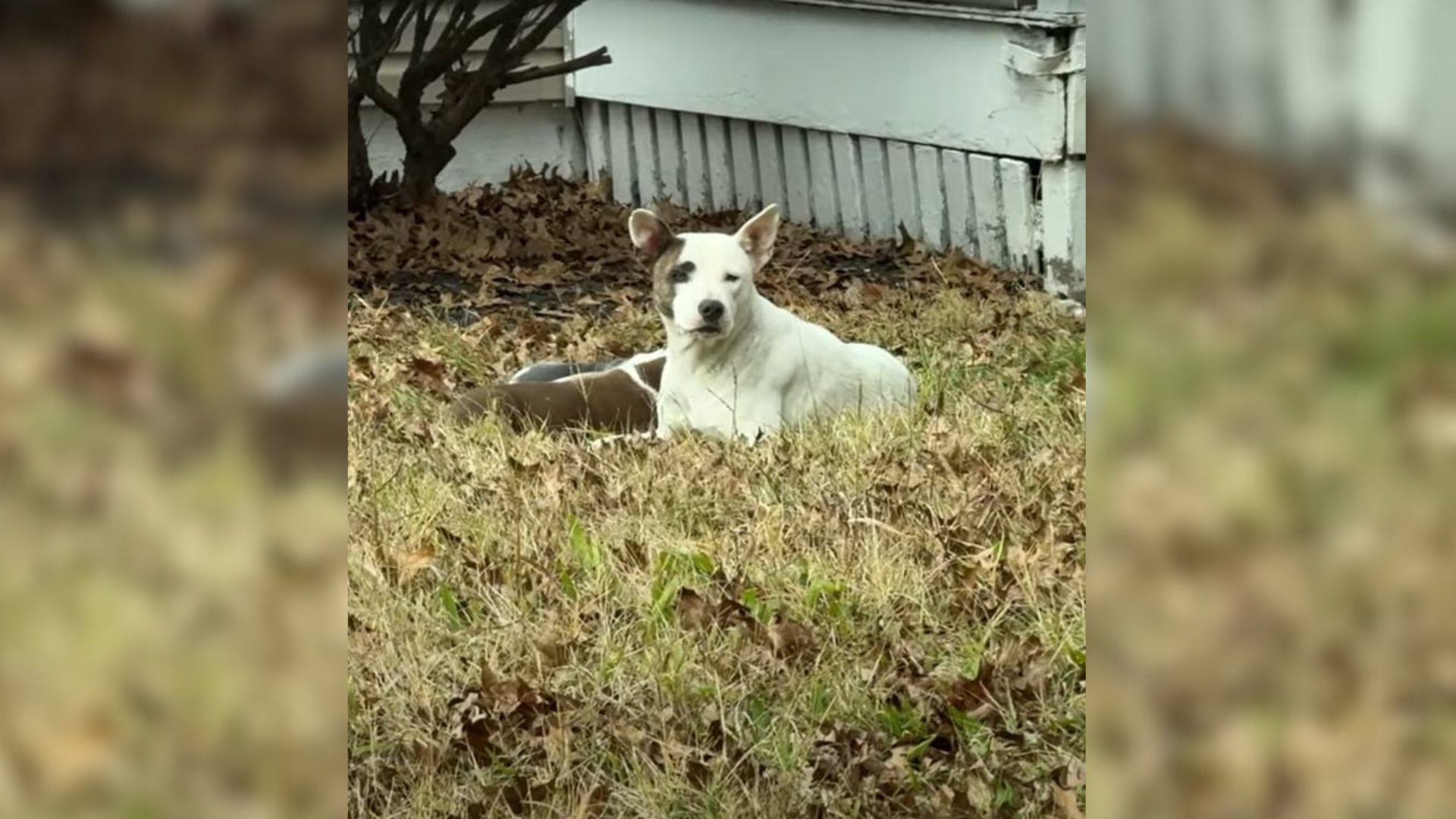 Missouri Rescuers Notice Dog Mom Lying On The Frozen Ground With Her Puppies And Rush To Help