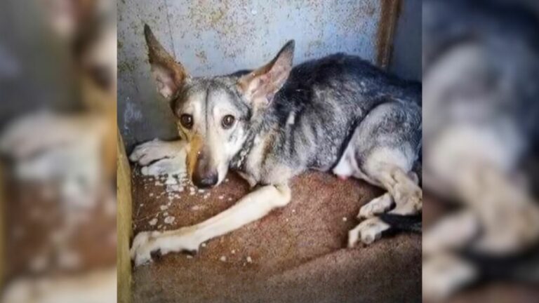 neglected pup