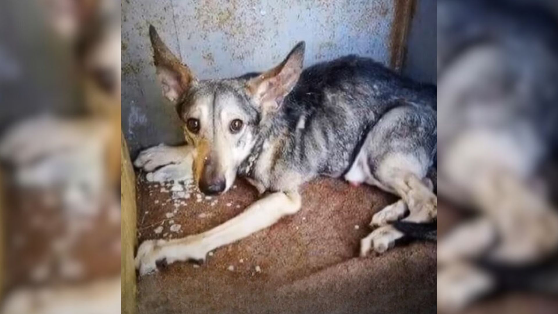 neglected pup
