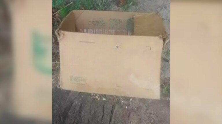 Rescuers Were Stunned After Finding 2 Puppies In A Box