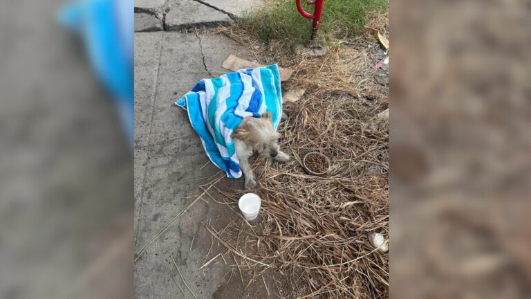 injured pup lying on the street