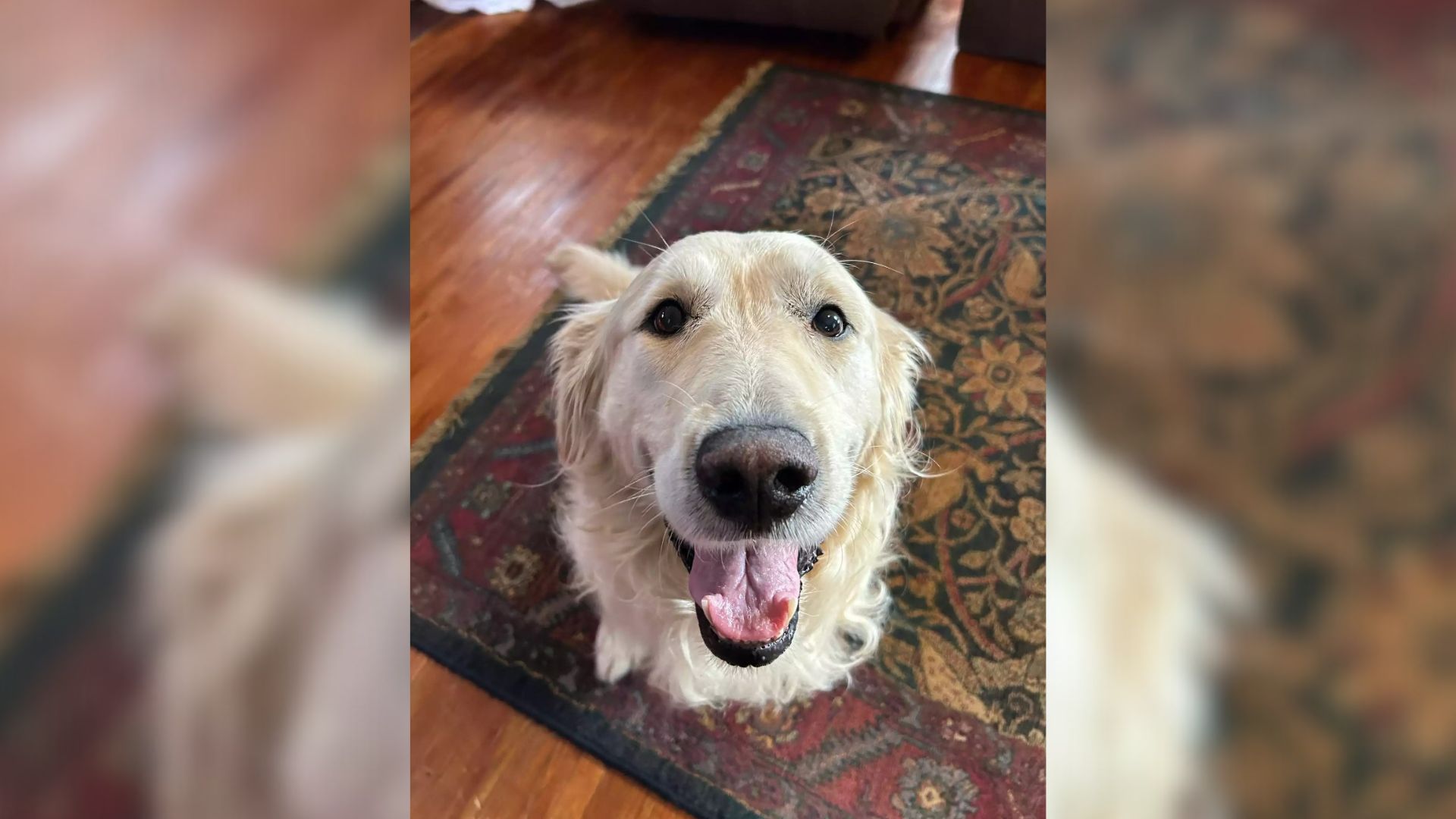 Senior Pup Who Spent His Life Locked In A Shed As Breeding Dog Became A Puppy After Being Saved 
