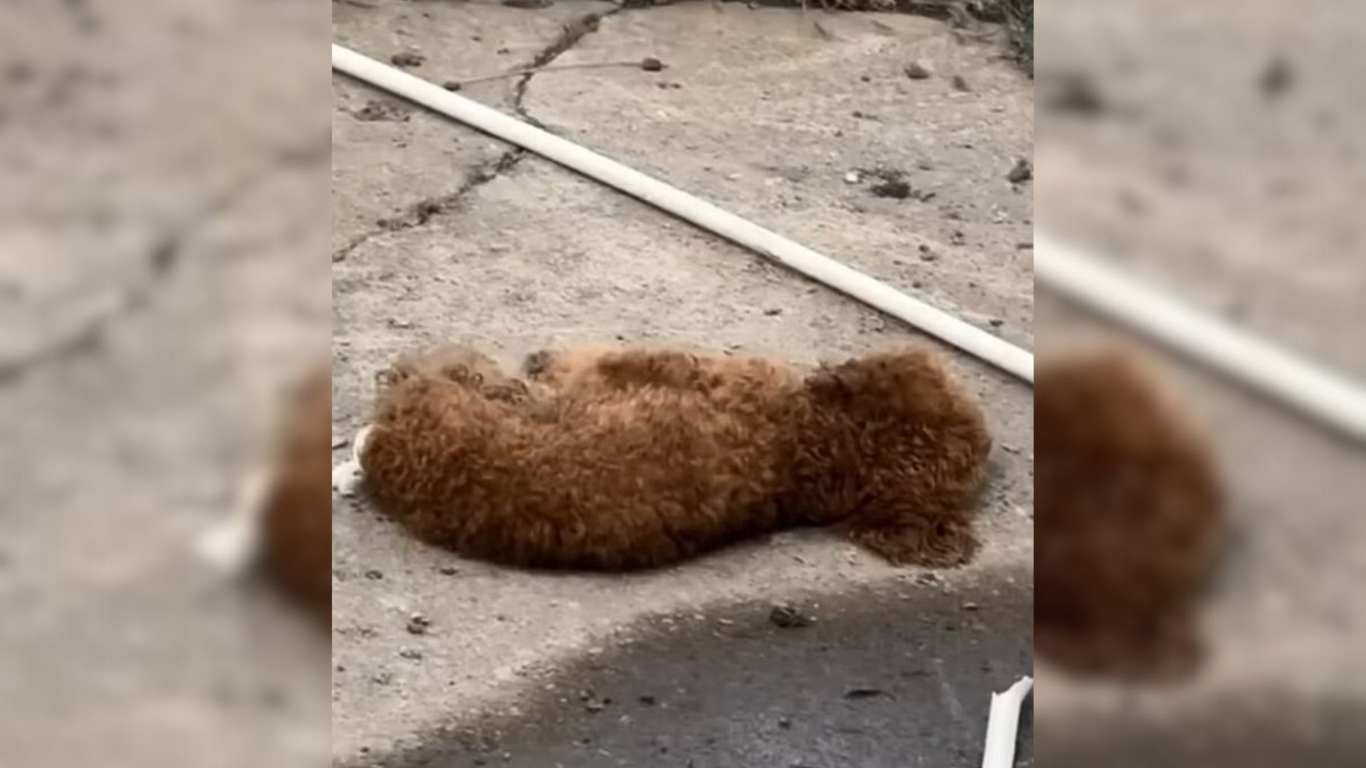 Sick Dog Was Lying Motionless On The Ground, Waiting For Her End But Then Everything Changed
