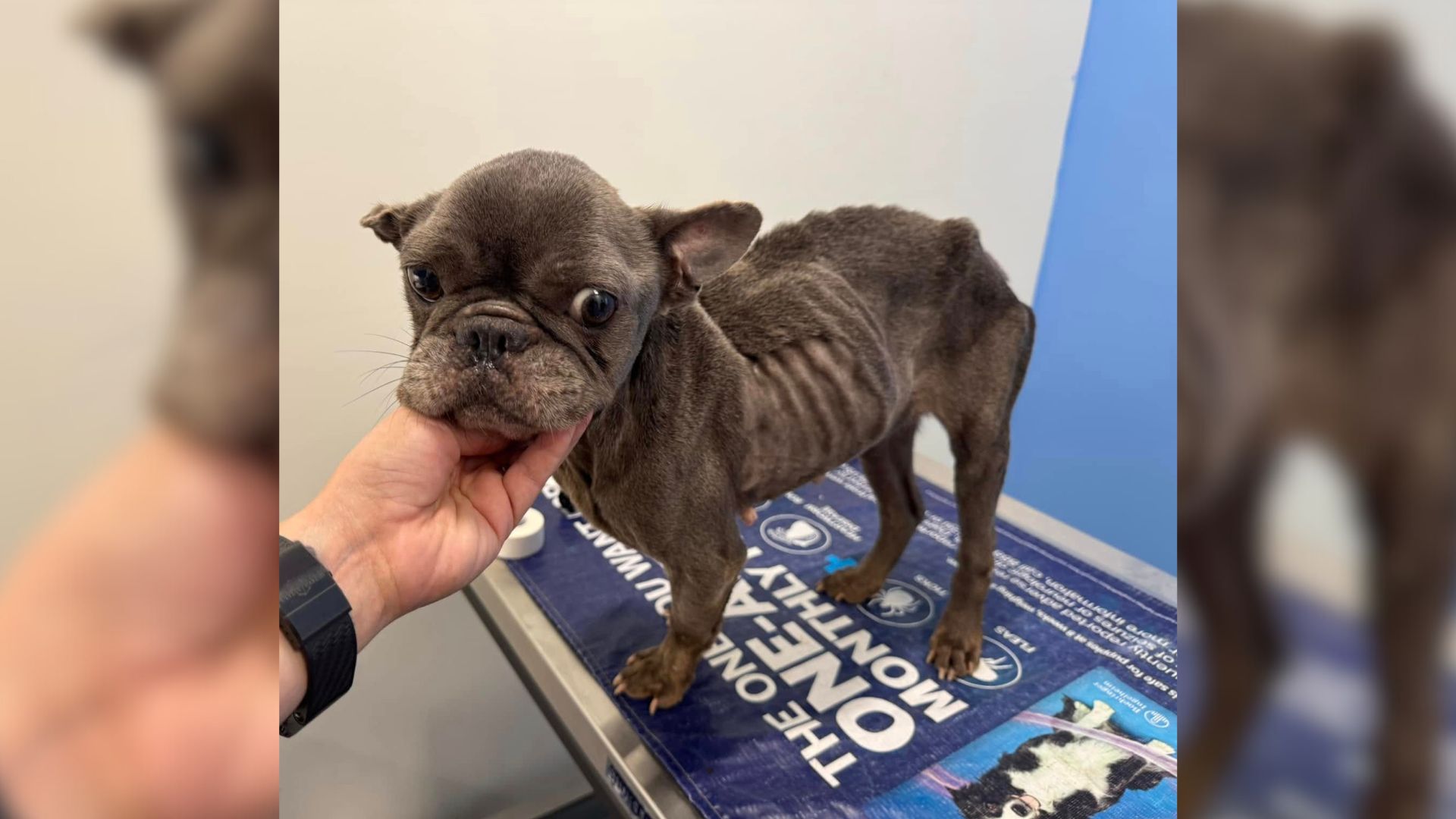 skeletal french bulldog