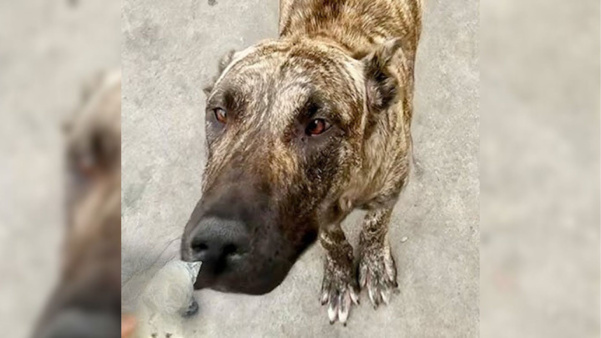 Desperate Mama Dog Just Wanted To Feed Her Babies, And Then She Met Someone Who Offered To Help