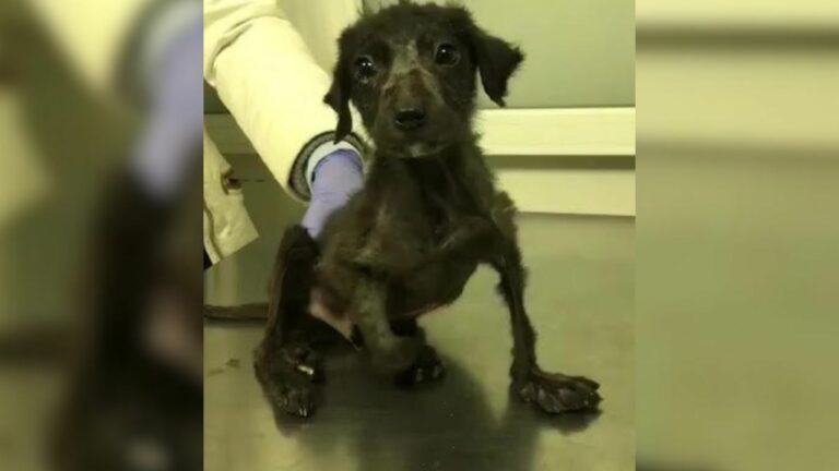 puppy with deformity