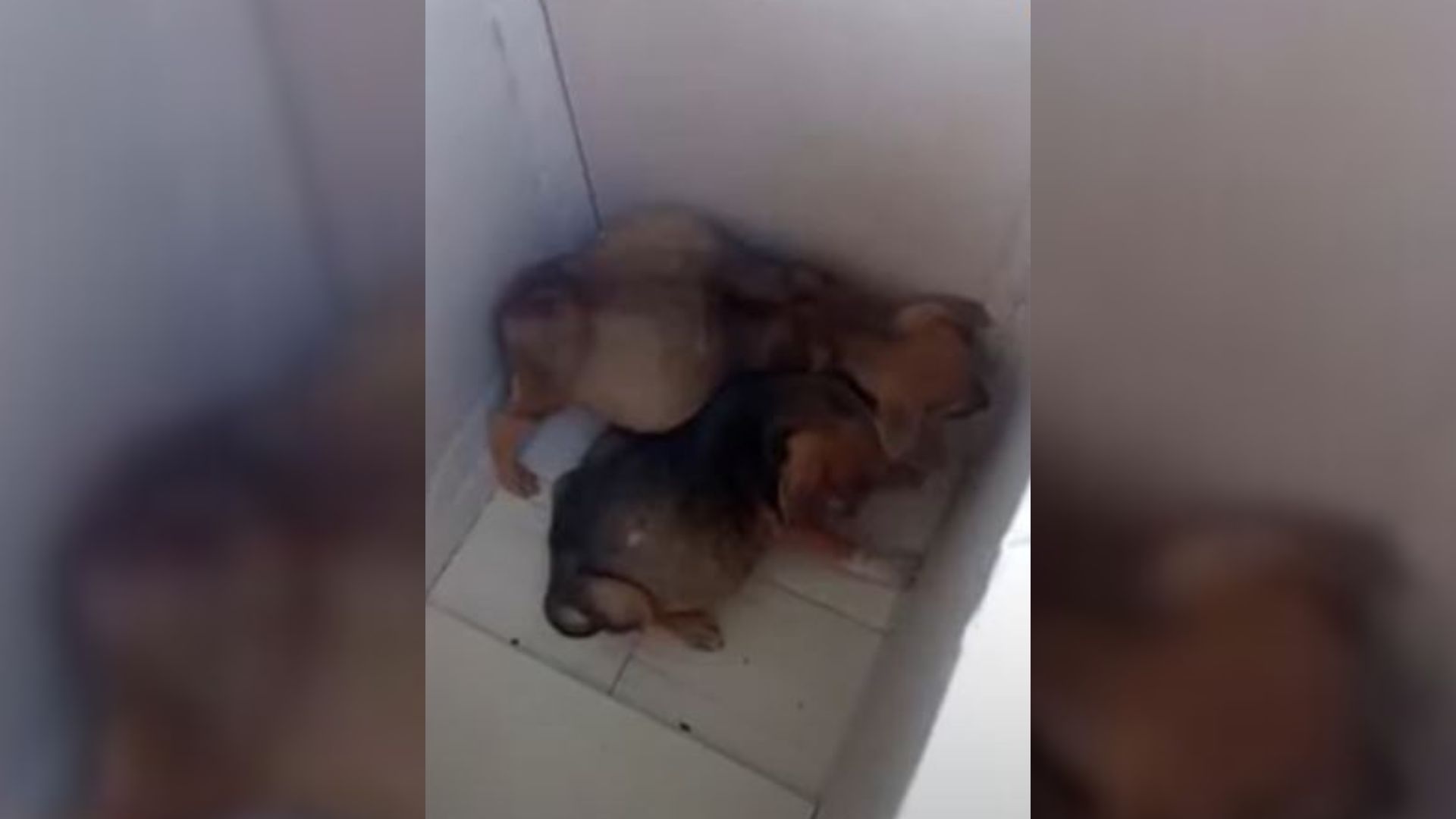 Two Stray Puppies With Swollen Bellies Endured Pain For A Long Time Until Good Soul Arrived