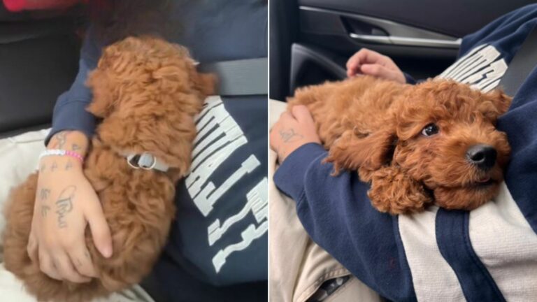 These Two Girls Were Surprised To See This Uber Driver’s Furry Companion In The Car