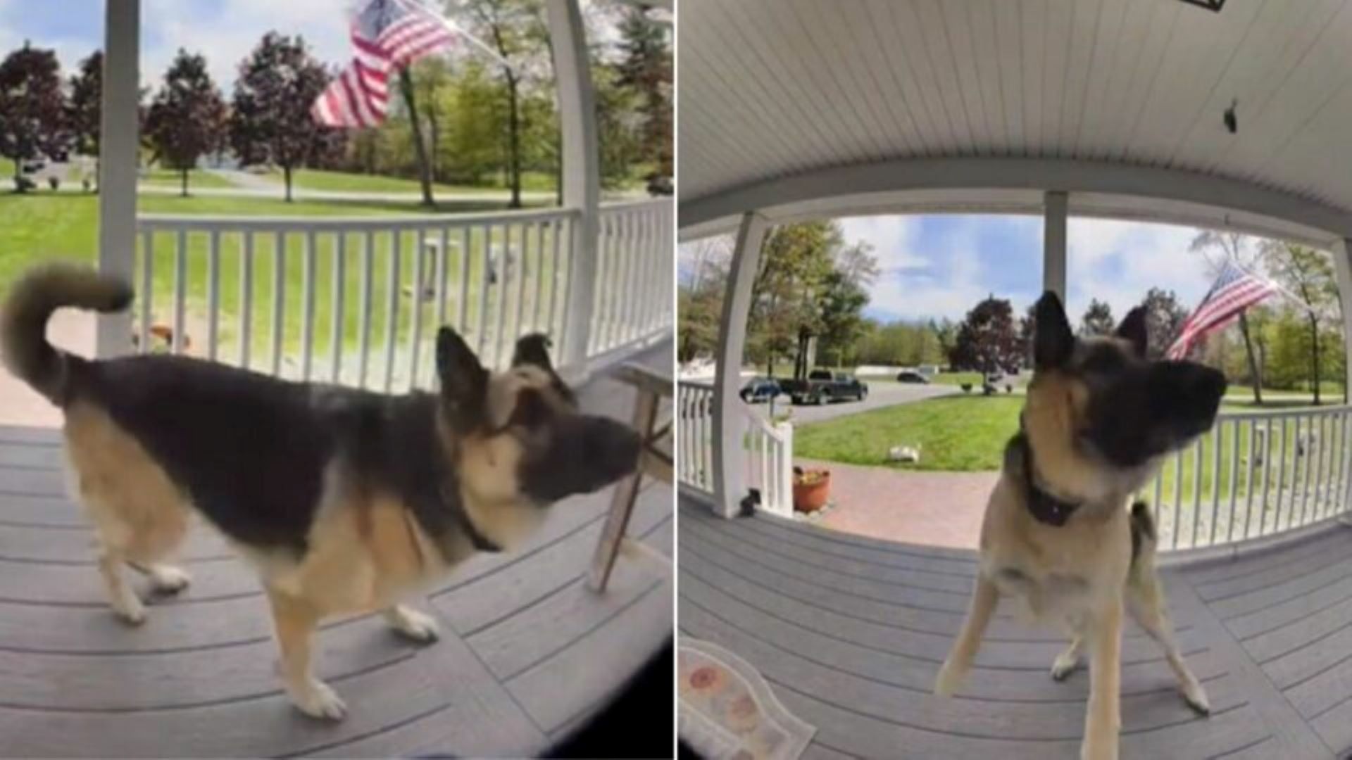 Witness A German Shepherd ‘Fighting Off’ A Mysterious Intruder In The Most Hilarious Video